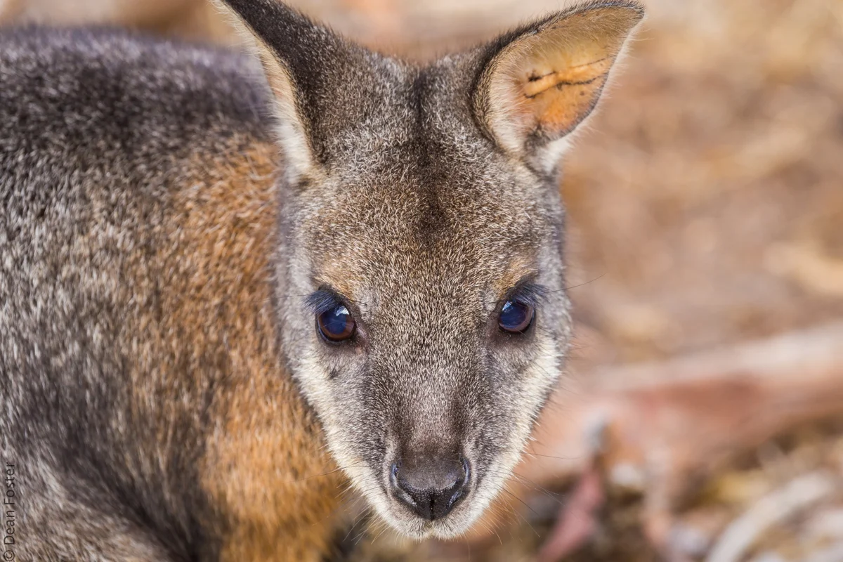 Wallaby-Australia-9050.jpg