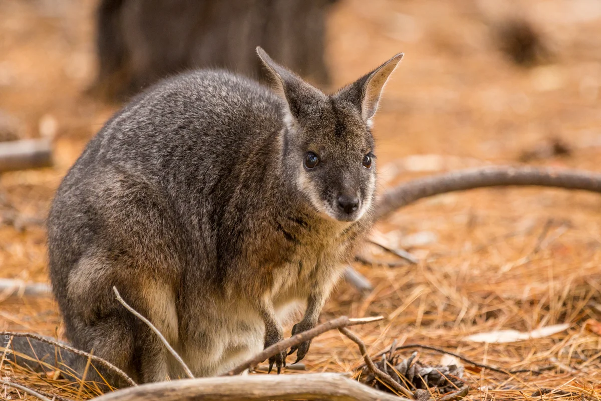 Wallaby-Australia-9038.jpg
