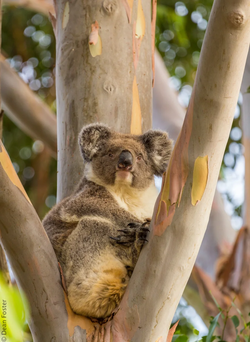 Koala-Australia-9024.jpg