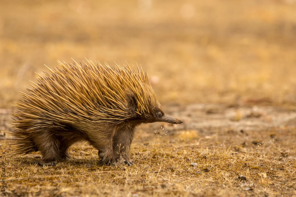 Echidna-Australia-8989.jpg