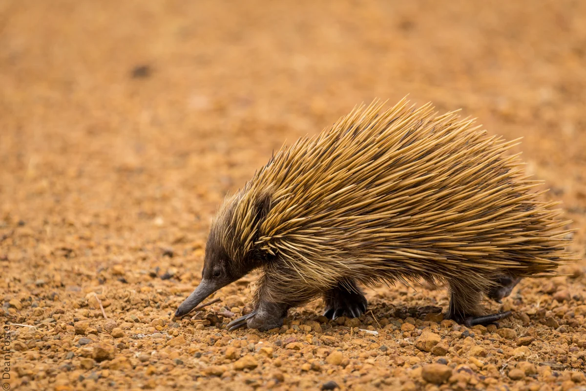 Echidna-Australia-8891.jpg