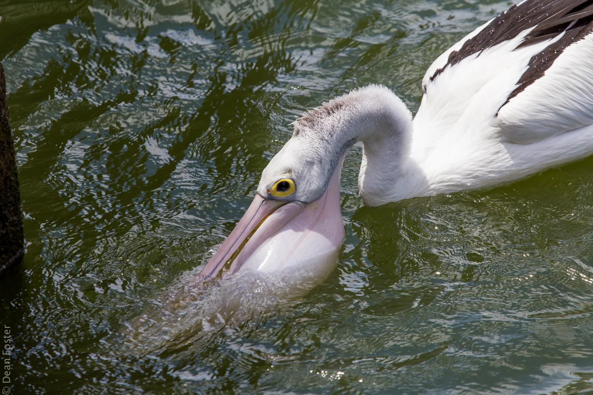 Pelican-Australia-8869.jpg