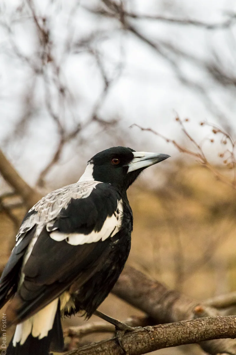 Australian-Magpie-8812.jpg