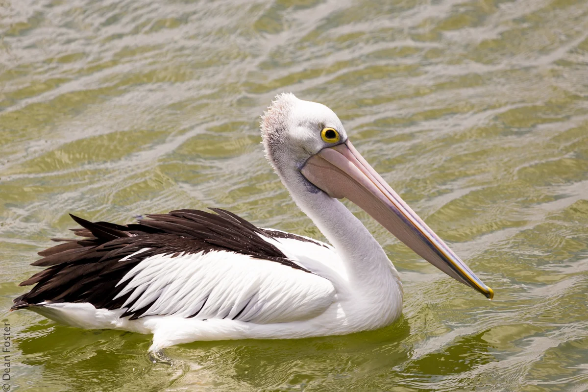 Pelican-Australia-8862.jpg