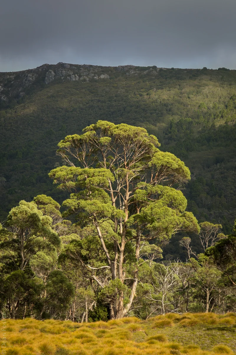 Tassi-Australia-2.jpg