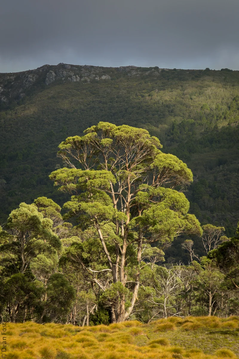 Tassi-Australia-9378.jpg