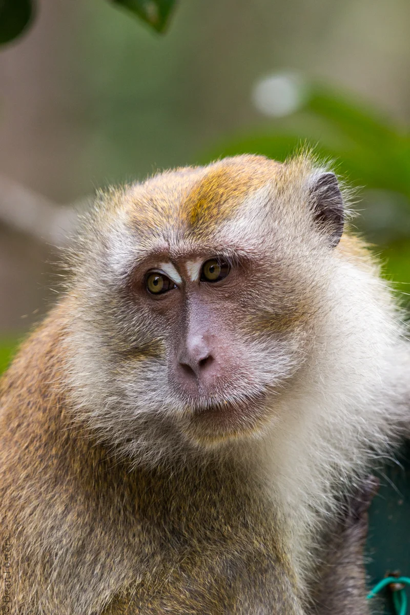 Macaque-6117.jpg