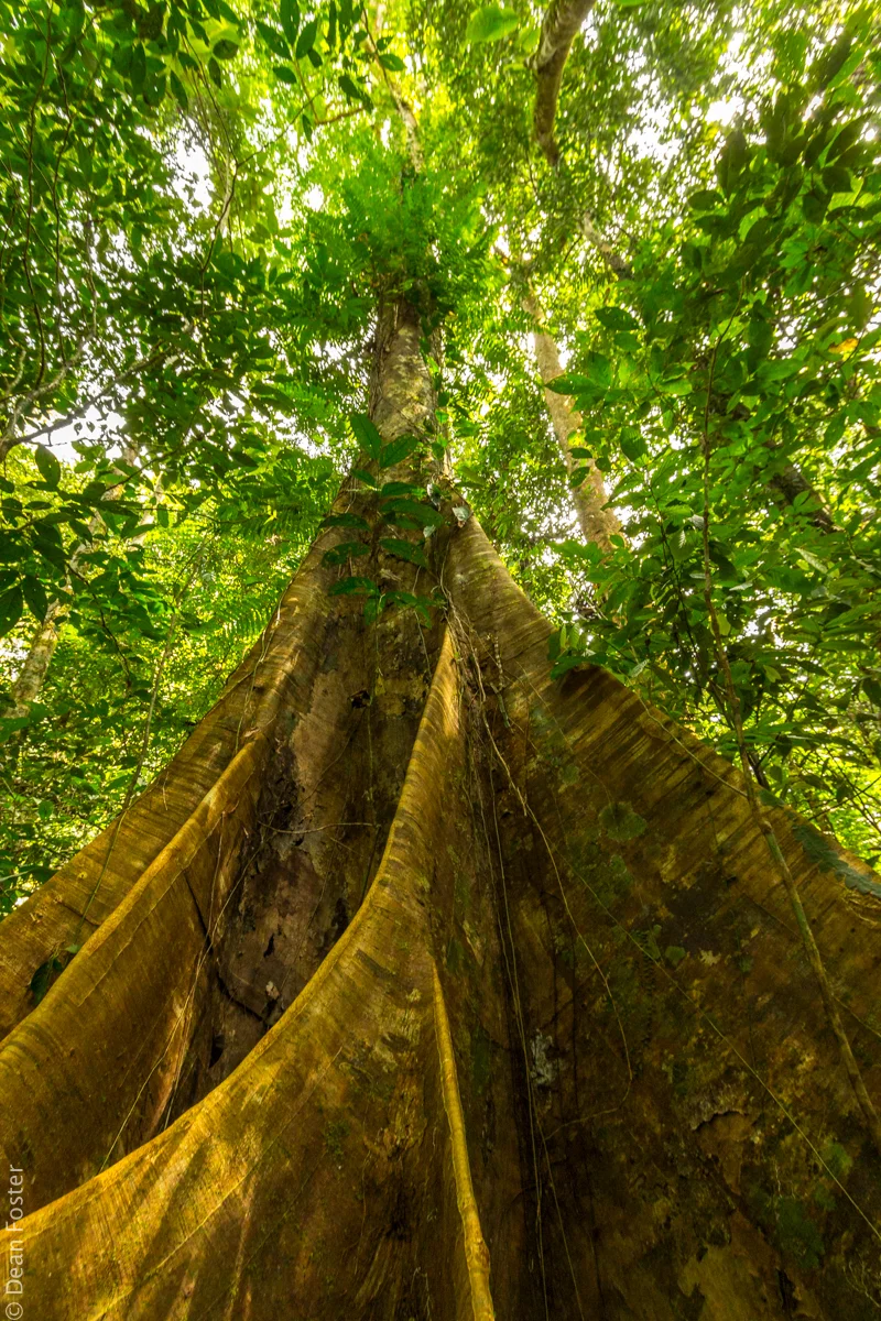 MalaysianRainforest-5875.jpg