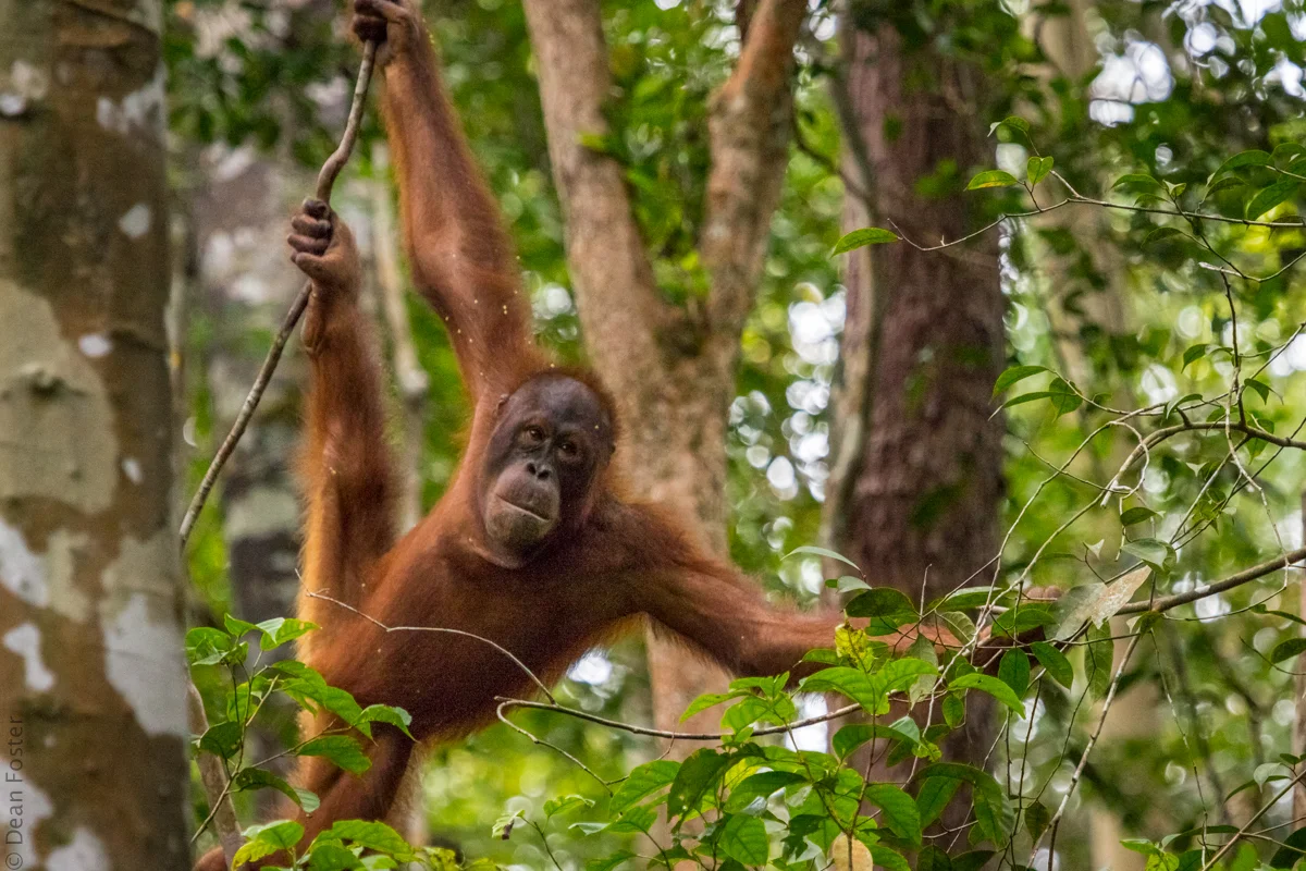 Orangutan-5604.jpg