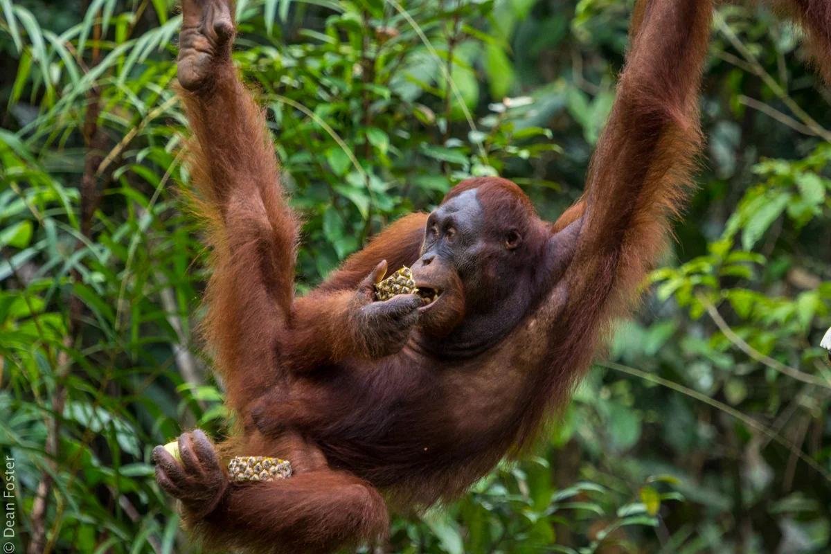 Orangutan-5619.jpg