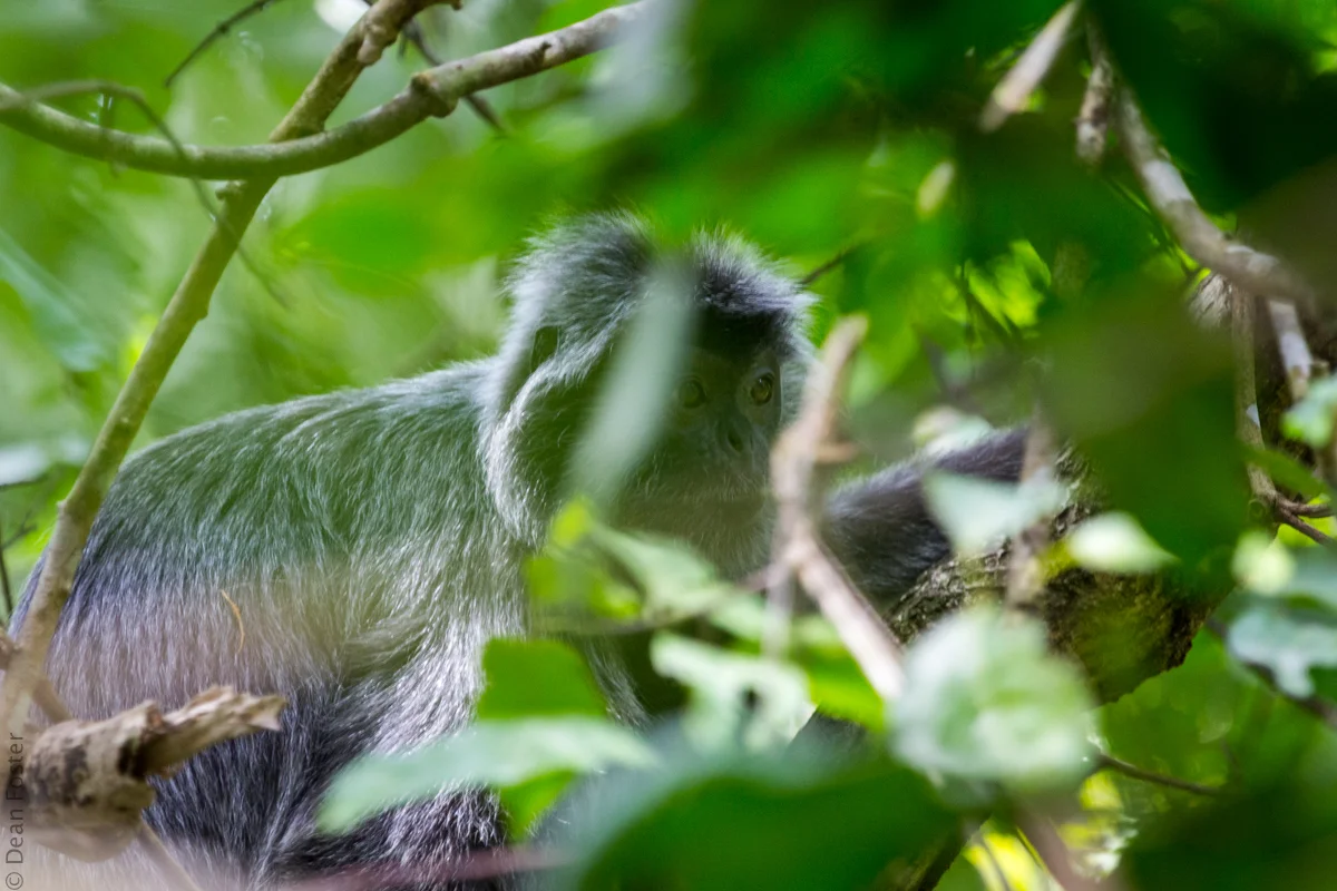 SilveryLangur-5722.jpg