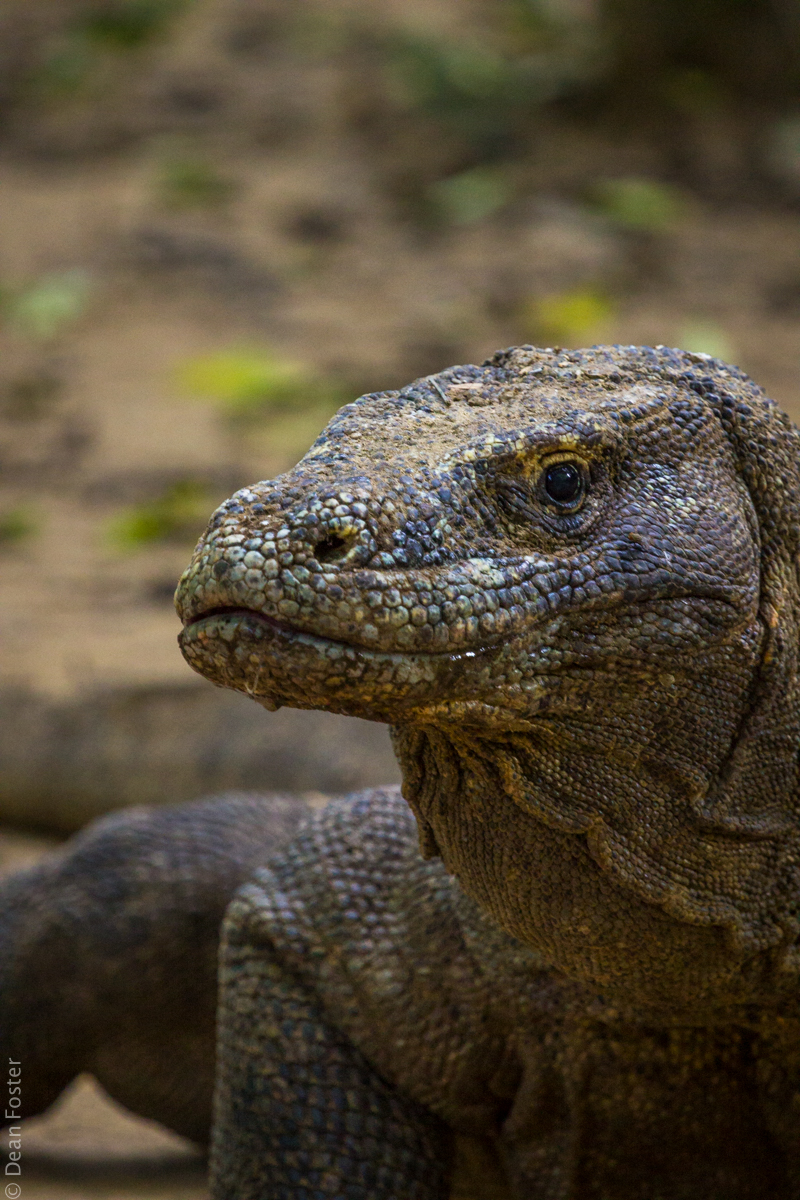 KomodoDragon-6773.jpg