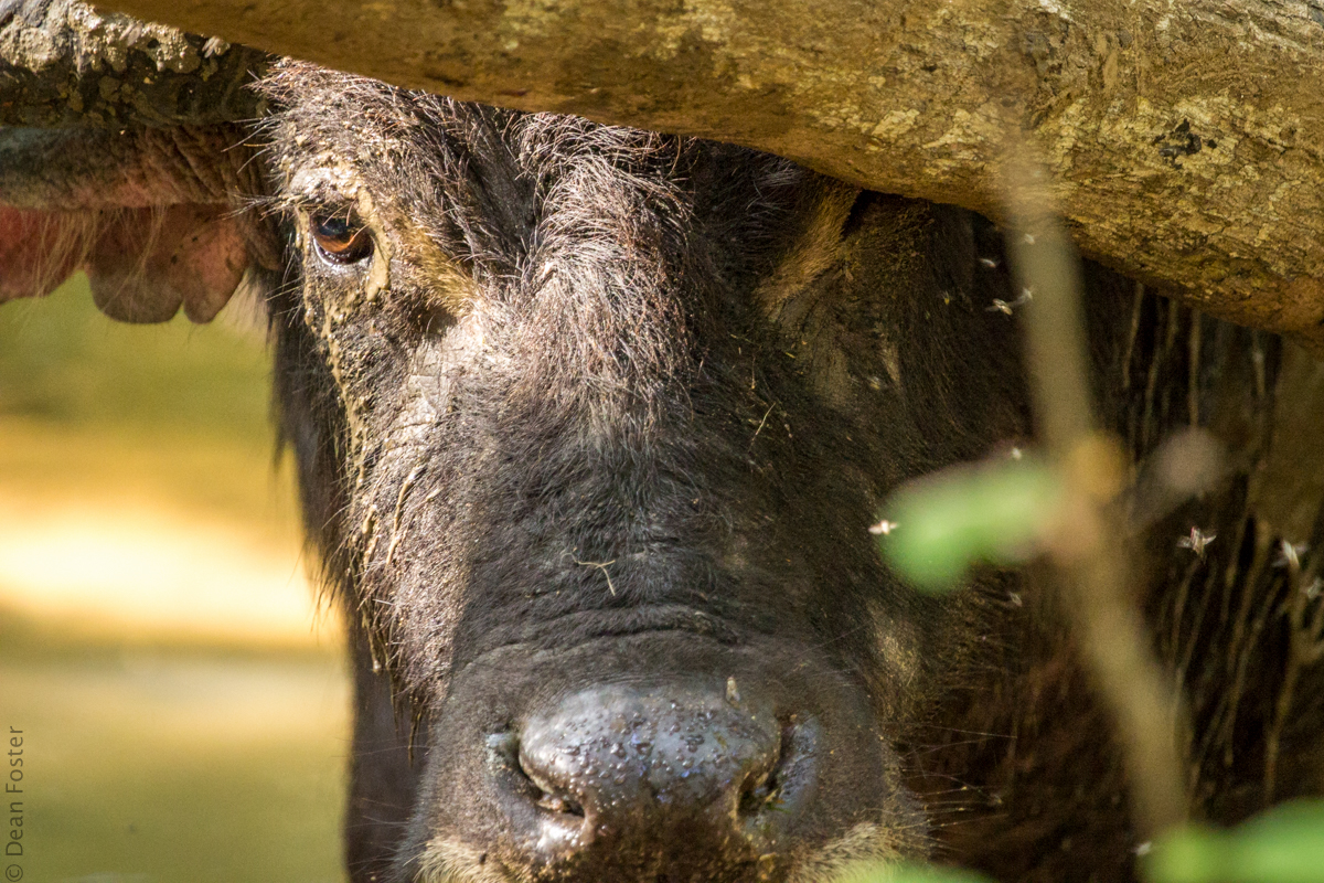 WaterBuffalo-6663.jpg