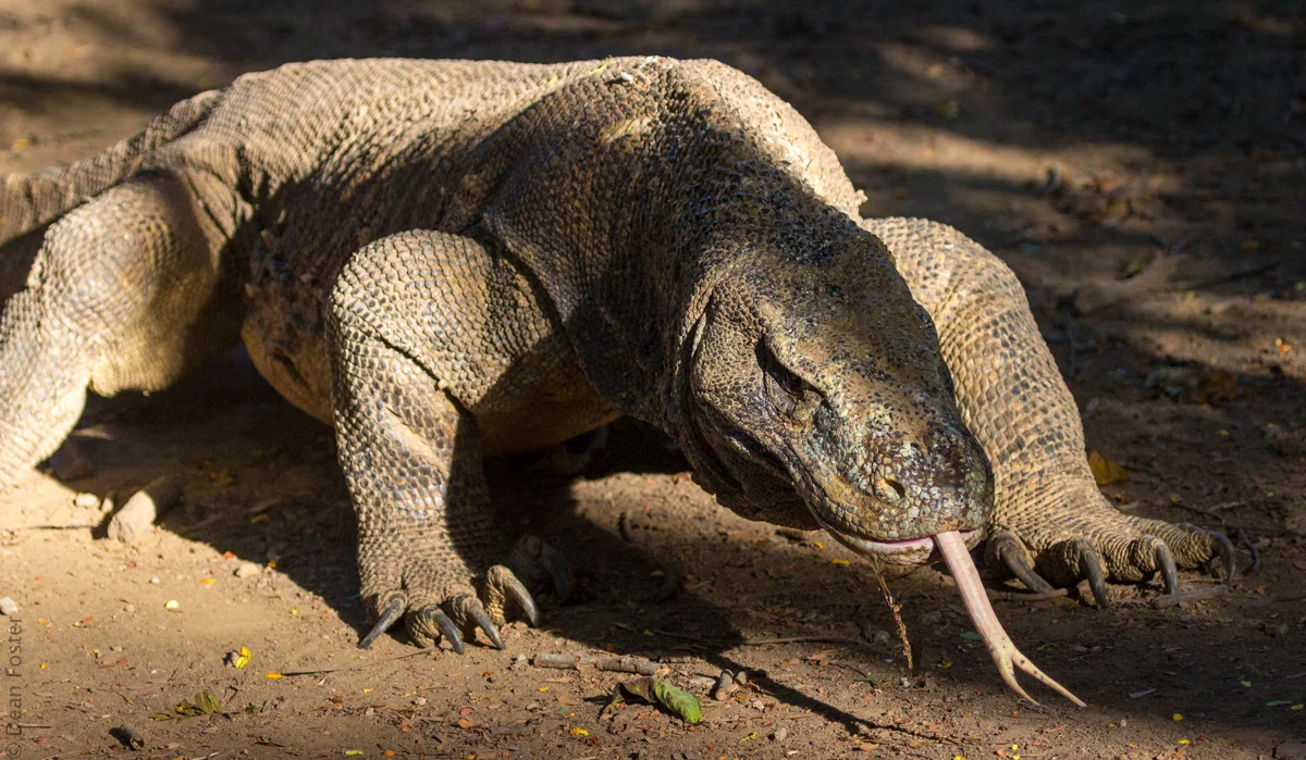 KomodoDragon-6789.jpg
