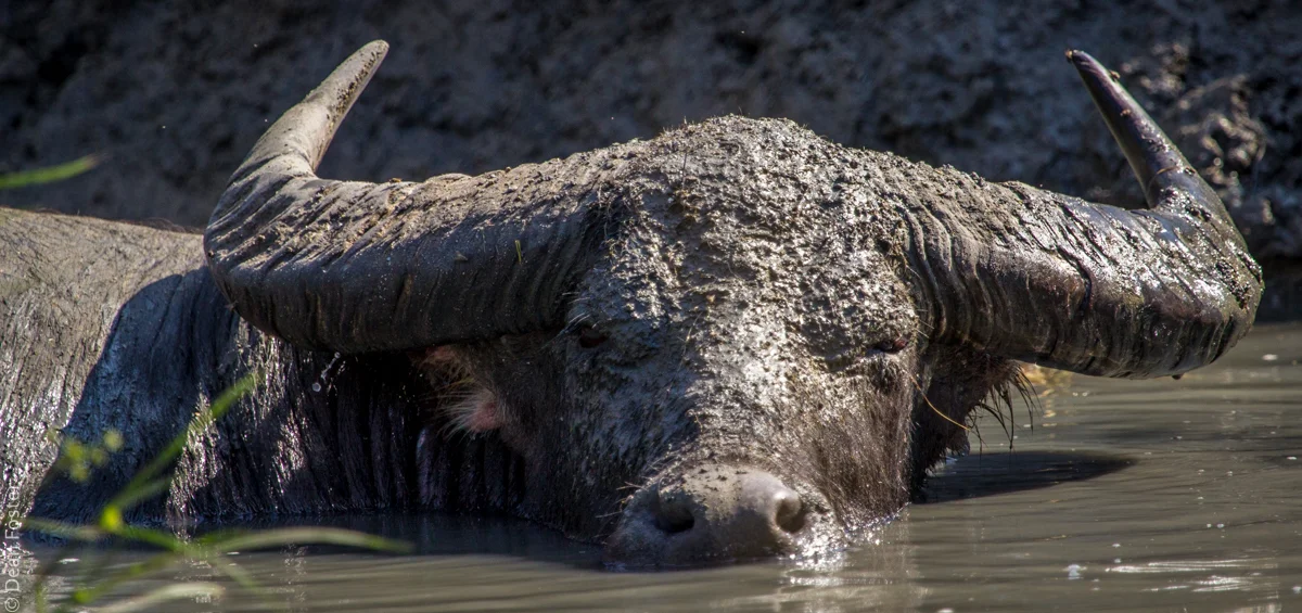 WaterBuffalo-6679.jpg