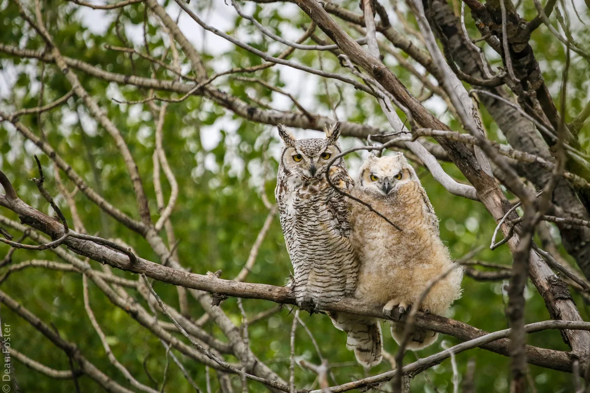 Great-Horned-Owlet-0080.jpg