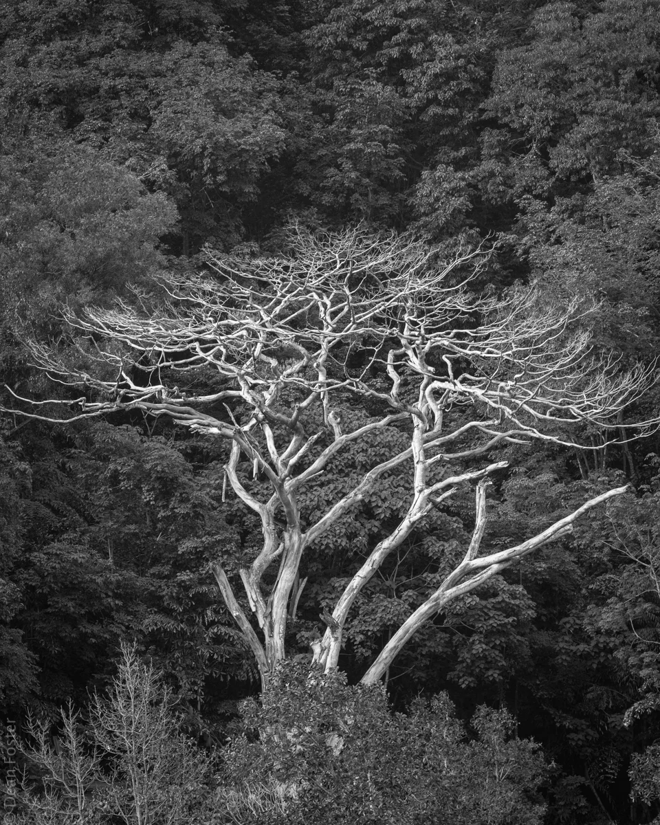 #3 - A lone dead tree stands out in the thick Malaysian jungle. Penang, Malaysia