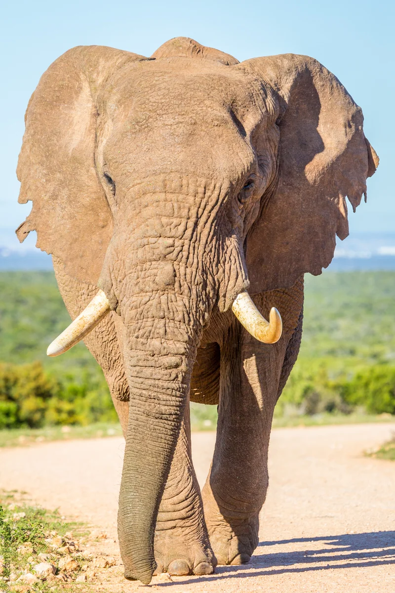 #5 - This elephant in Addo Elephant Park wanted to use the road as a pathway - we weren't going to stand in his way