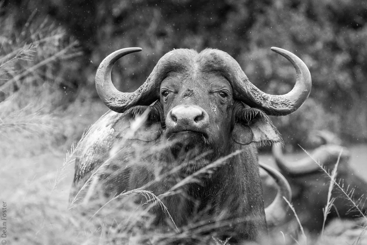 #6 - One of the Big Five, a Cape buffalo stands in the rain at Hluhluwe–Imfolozi Park