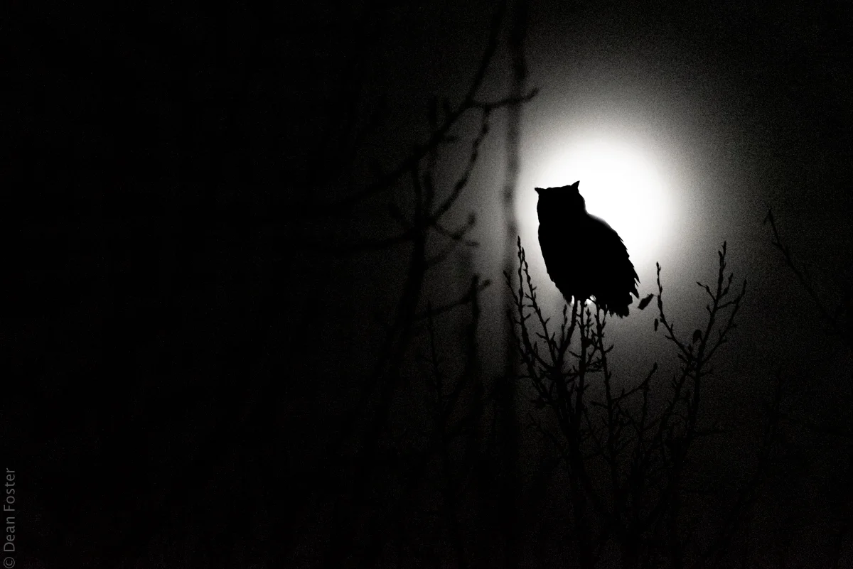 Great Horned Owl silhouetted by the full moon