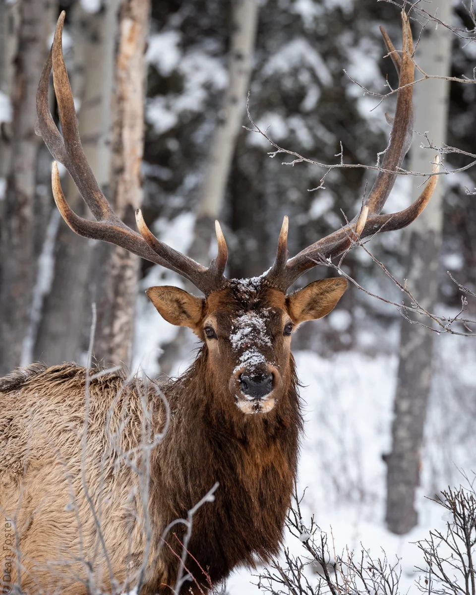Elk-2757.jpg