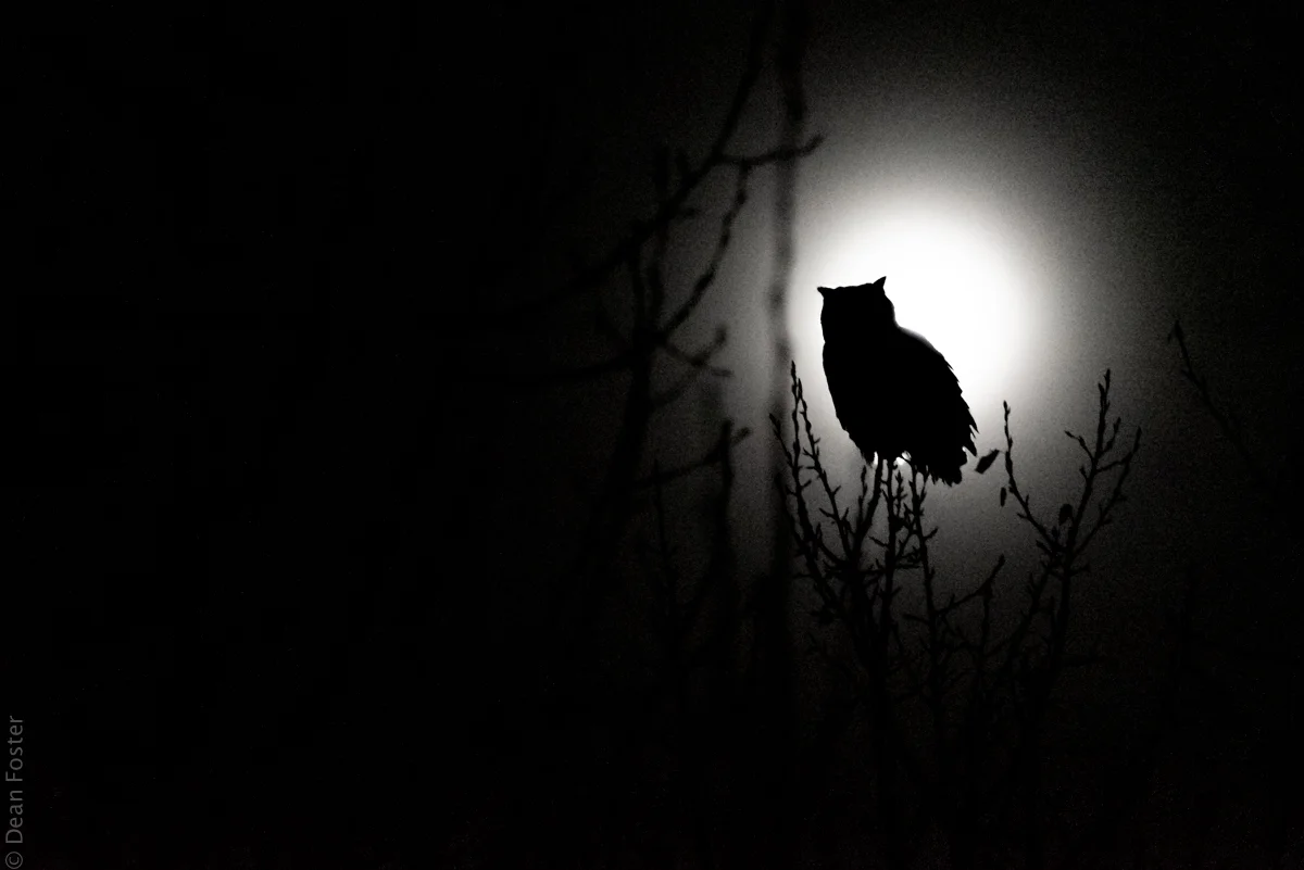 Owl-Eclipse-2890.jpg