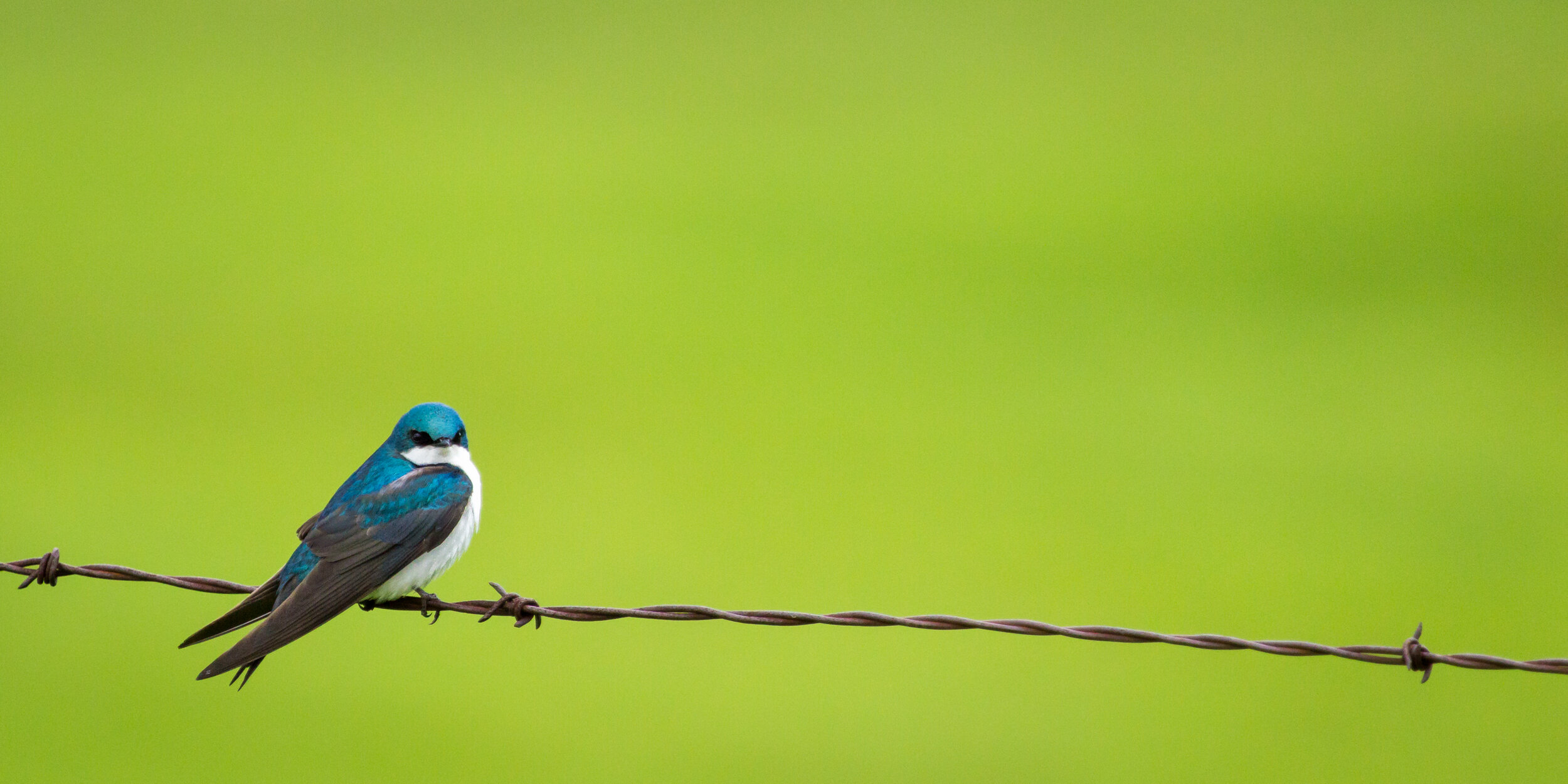 Birds-20140613-IMG_6851.jpg