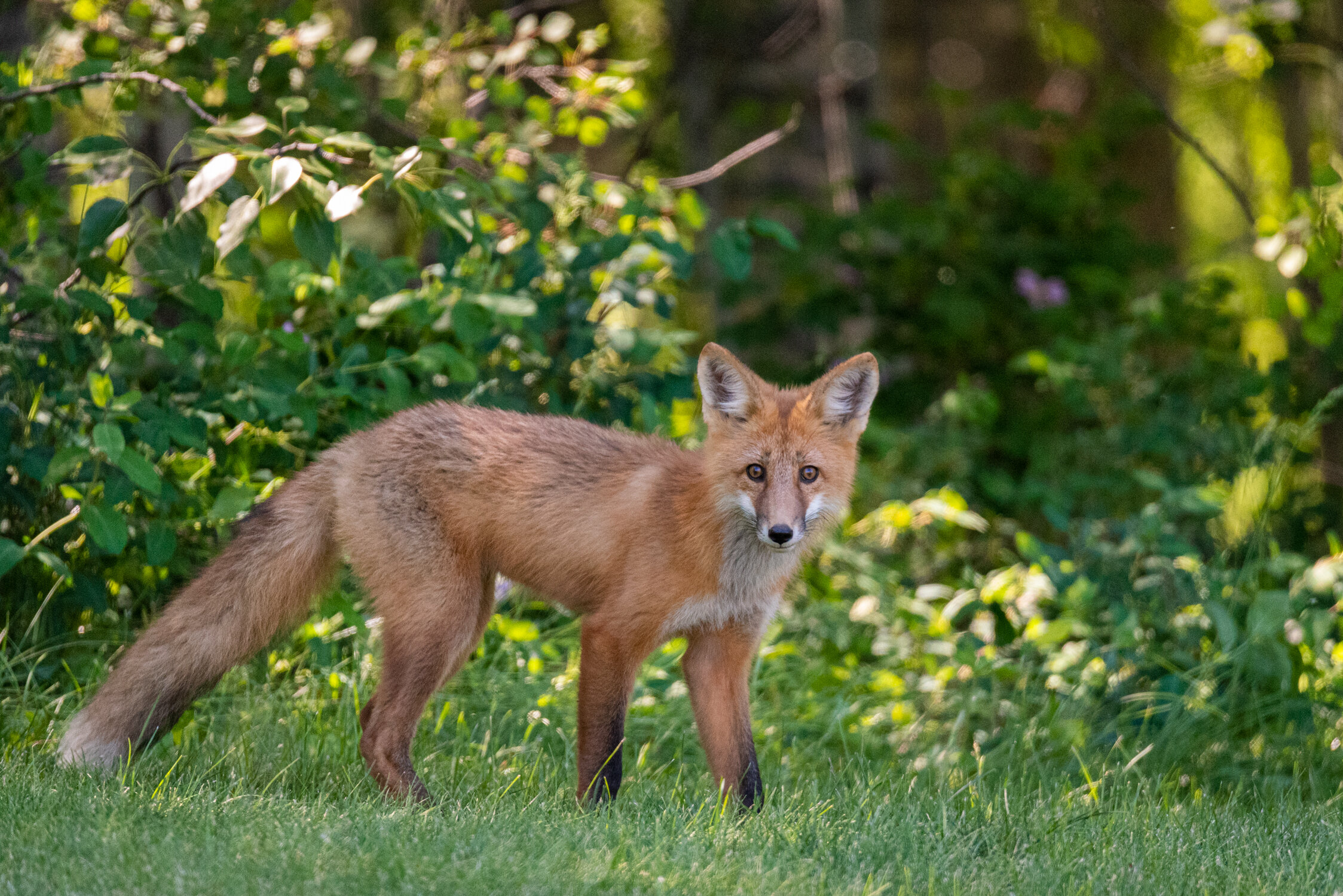 Foxes-4788.jpg