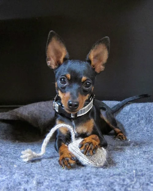 About — Prague Ratter Club of America