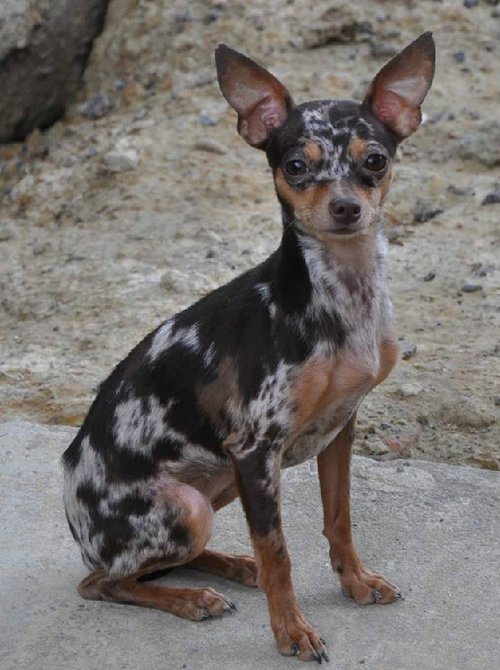 Palomar Prague Ratters — Prague Ratter Club of America