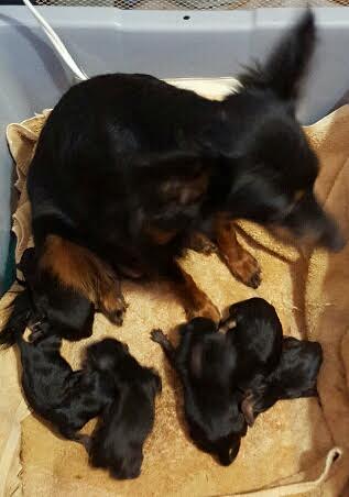 Lindy's 6 leap year puppies.jpg