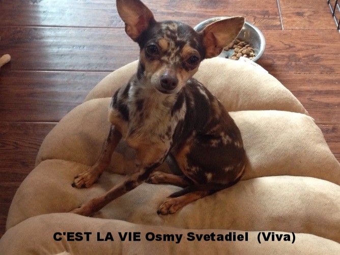 C’est La Vie Osmy Svetadiel (Viva)