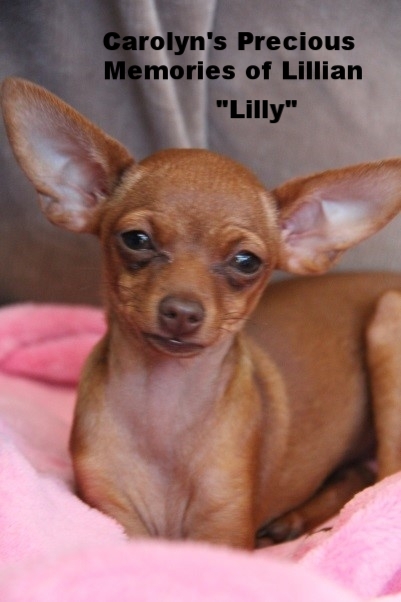 Carolyn’s Precious Memories of Lillian (Lilly)