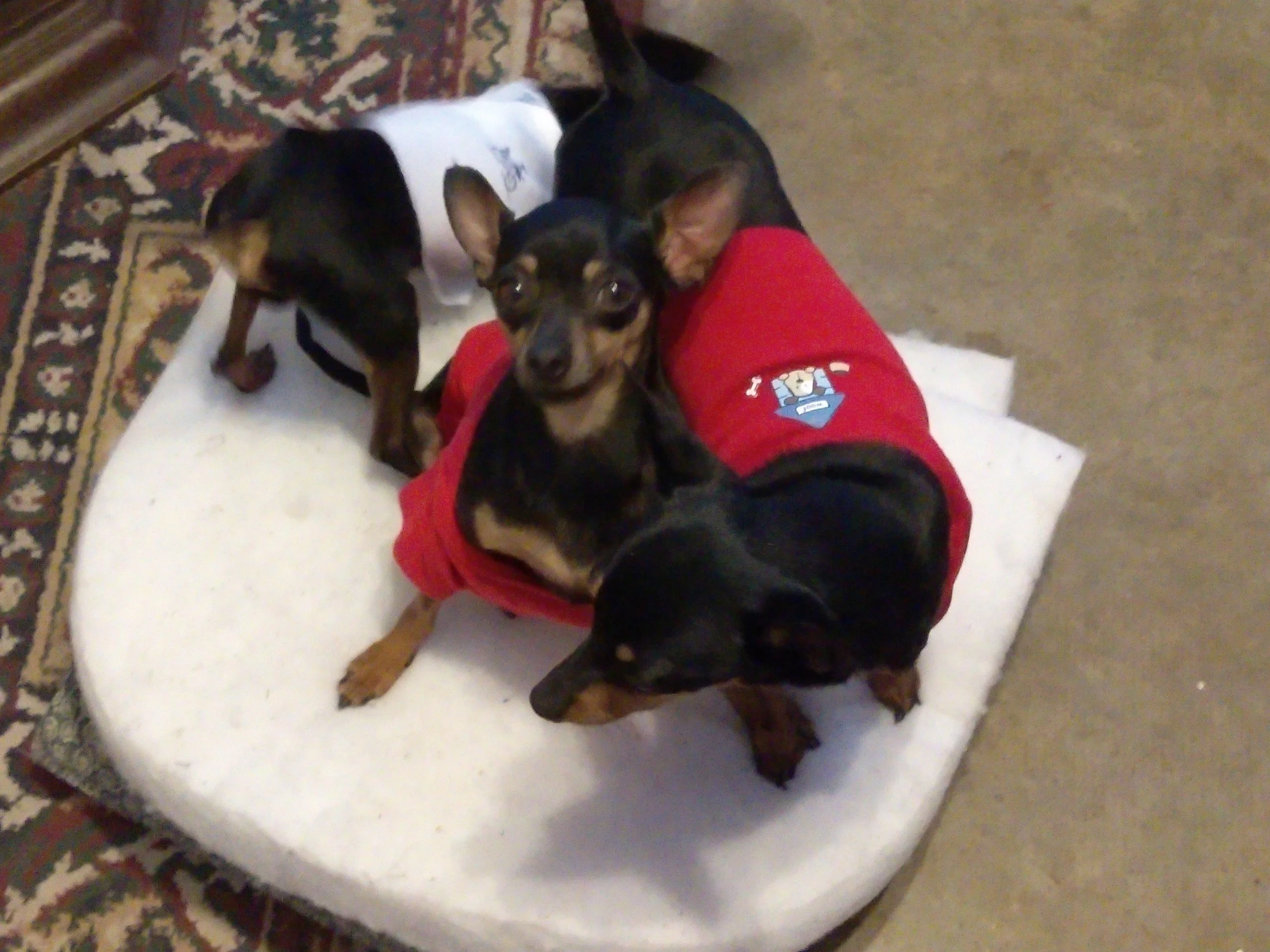 Speckle is in the middle