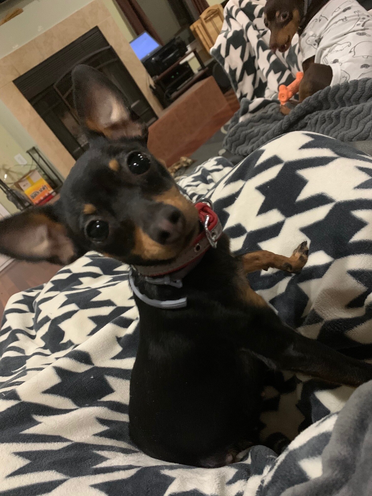 Beckett's Royal Ratters — Prague Ratter Club of America