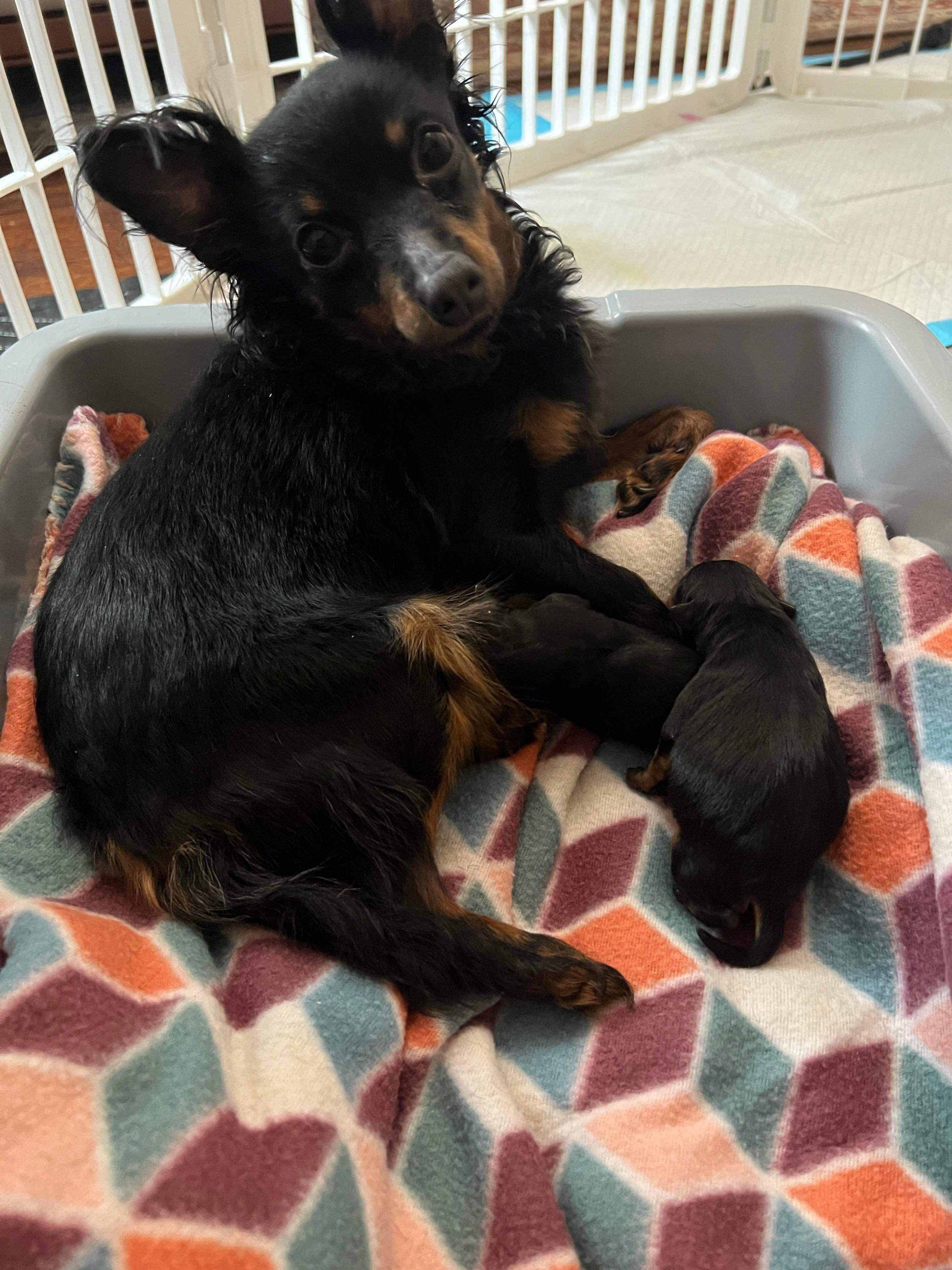 Zindy Loo and her first litter