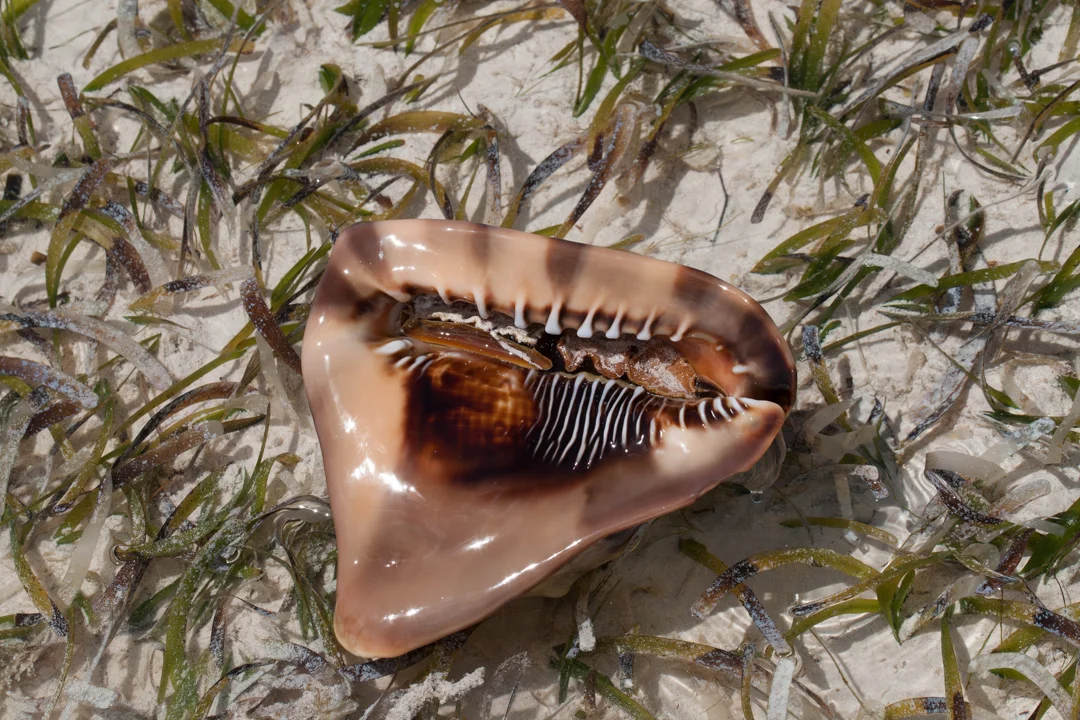 TCI1539.jpg