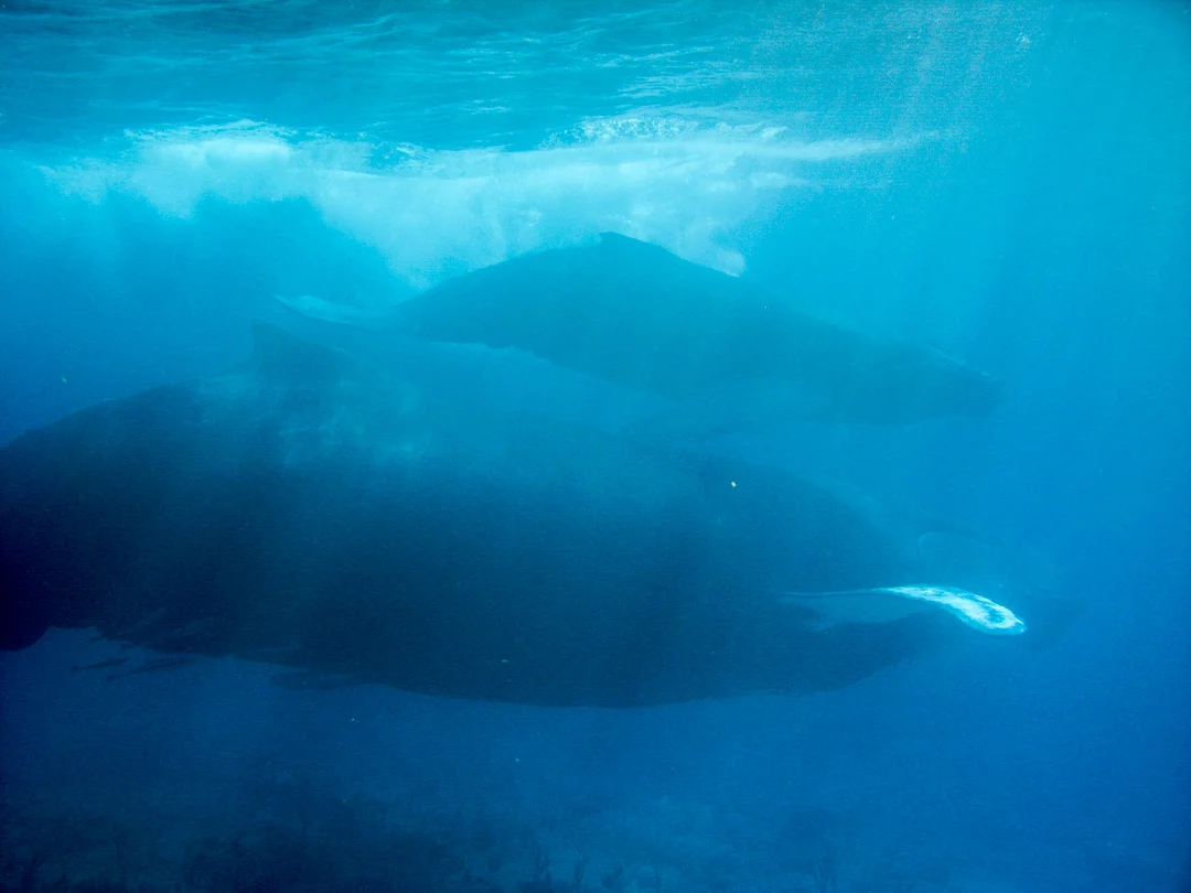 TCI5565.jpg