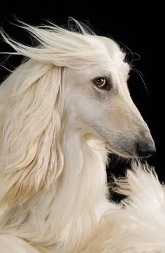 what's better than a quisitive looking afghan hound
