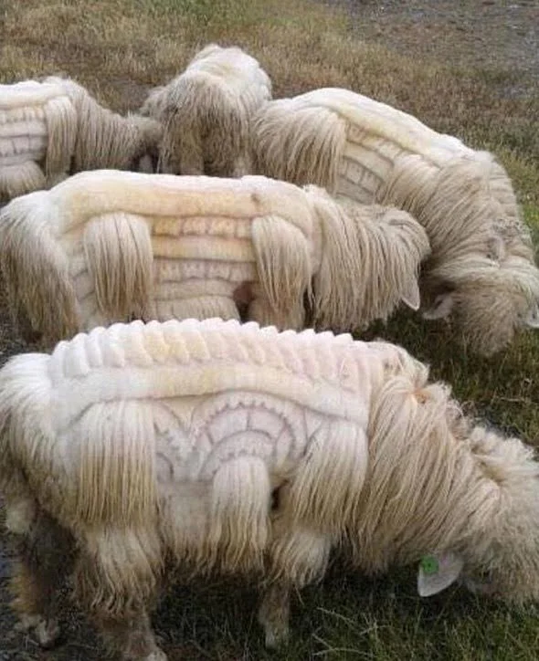 sheep art found on plum collective