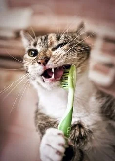 Cat Dental Hygiene. TICK - Image Source Pinterest