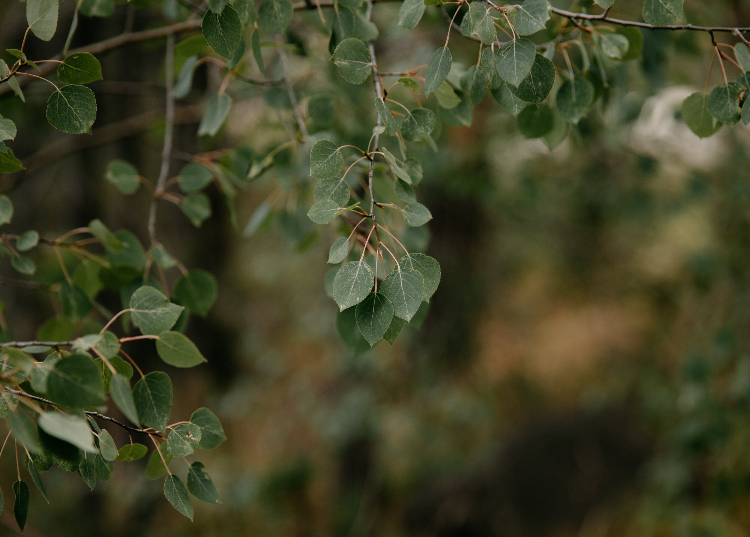 LaurenKyleWedding+GreenWeddingShoes-109.jpg