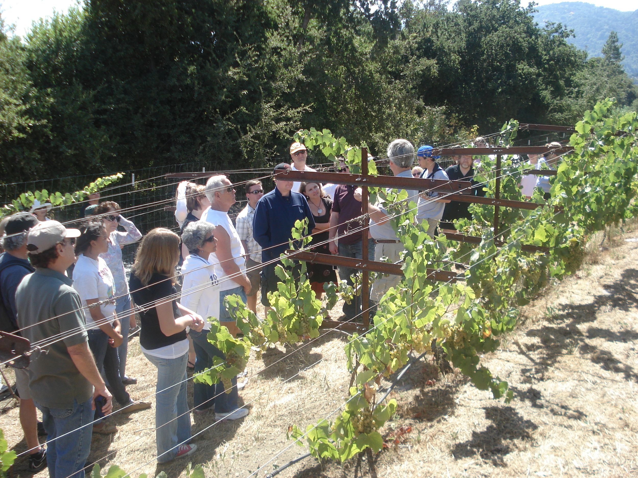 Vineyard Tour.jpg