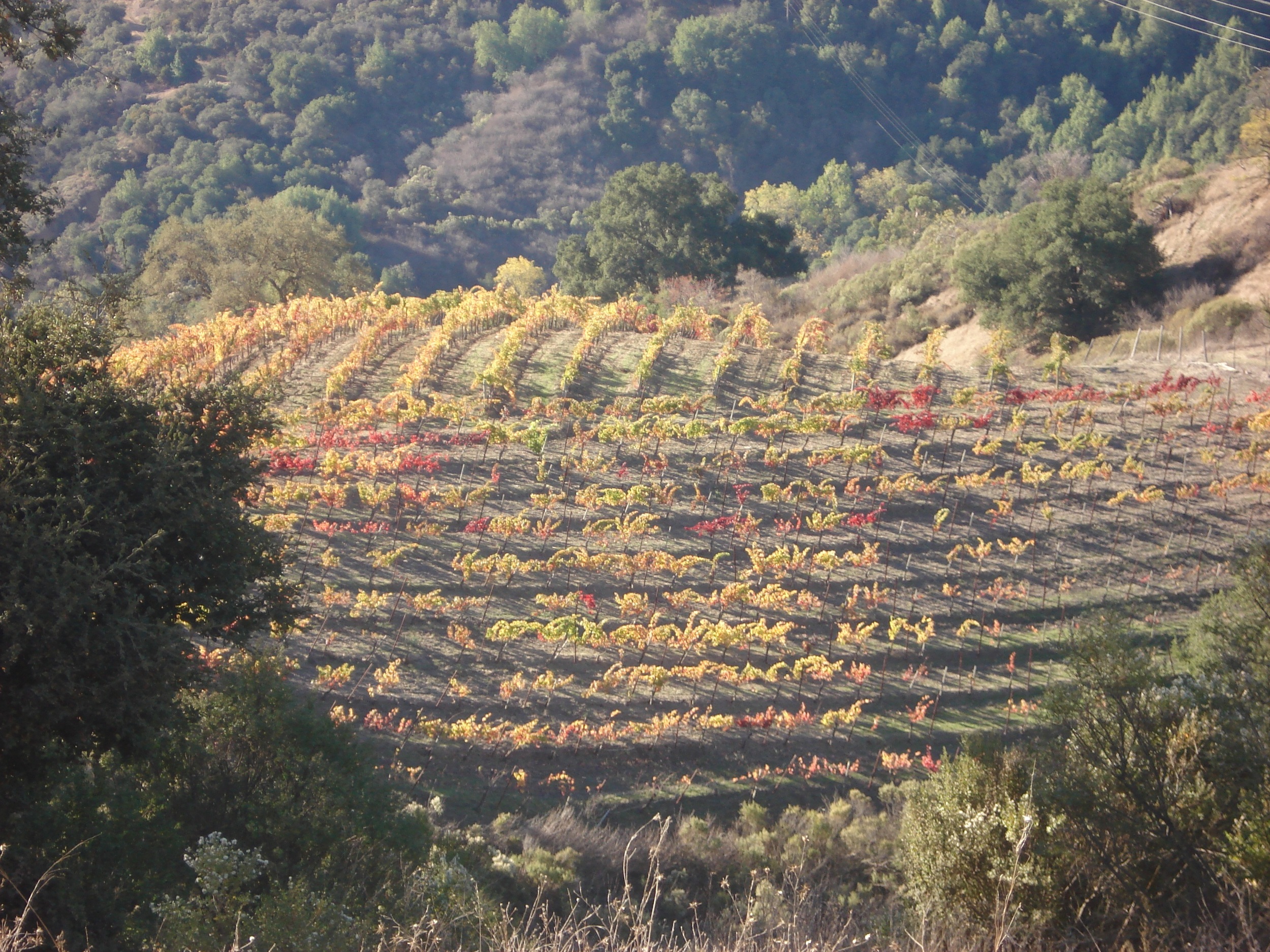 Copy of Francville Vineyard