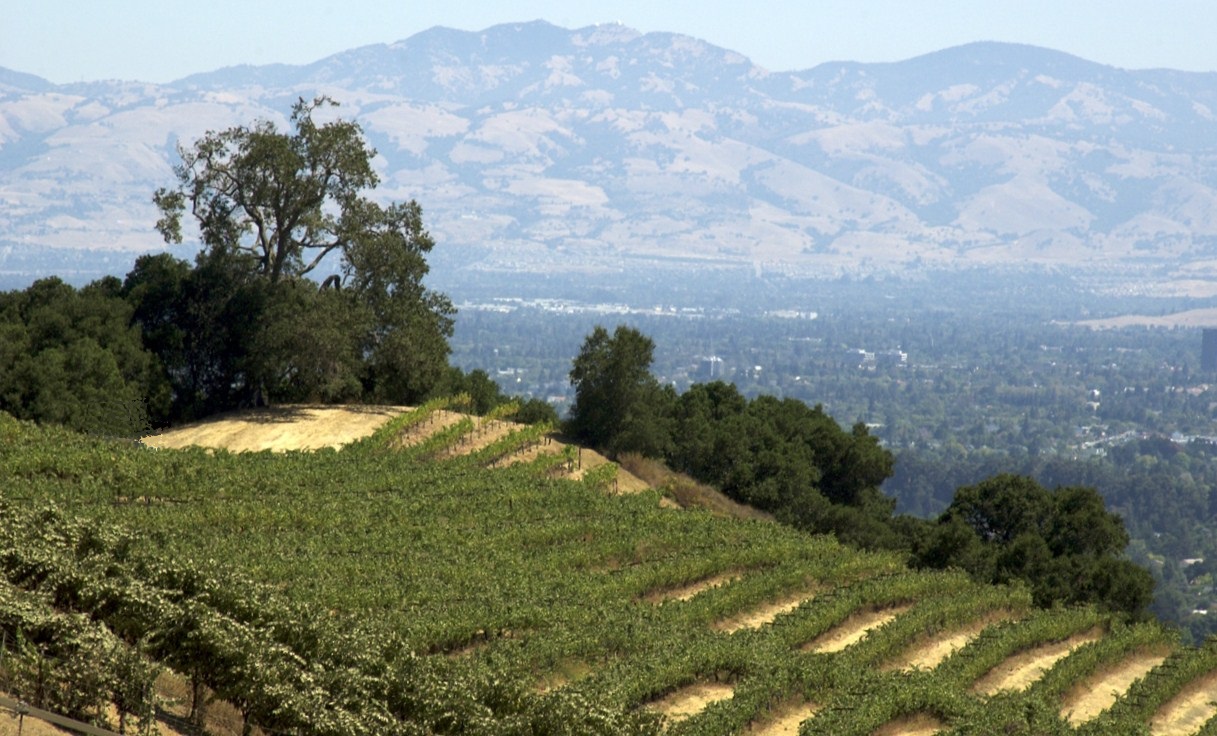 Copy of Lone Oak Vineyard