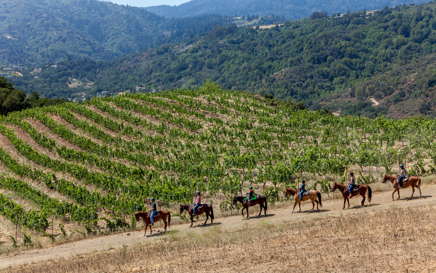 Copy of Gravel Ridge Vineyard