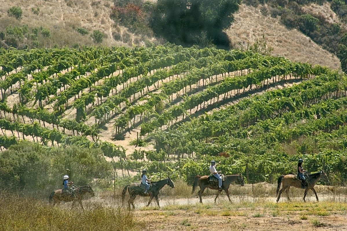 Riders and Francville vineyard.jpg