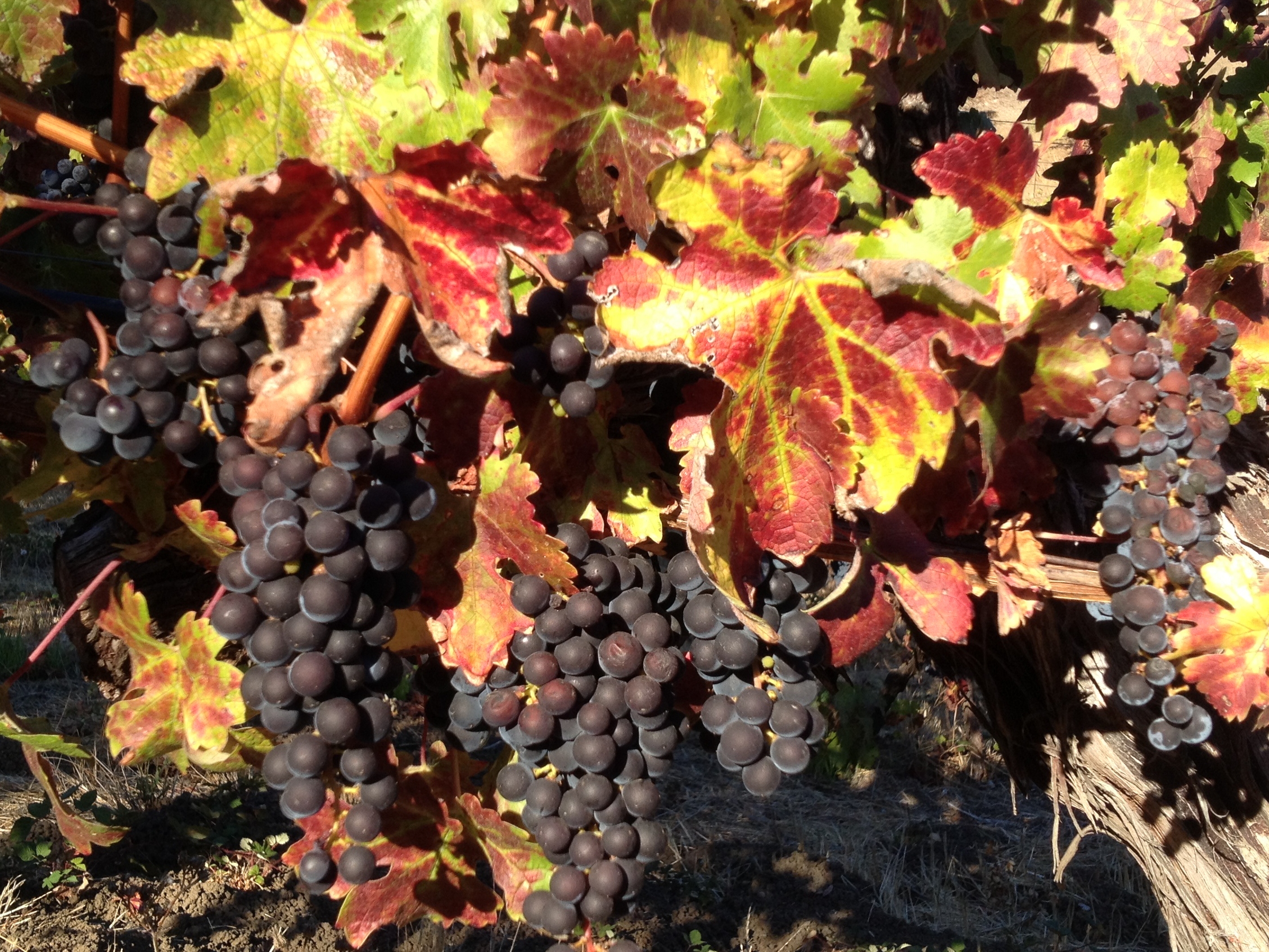 10-27 just before picking.jpg
