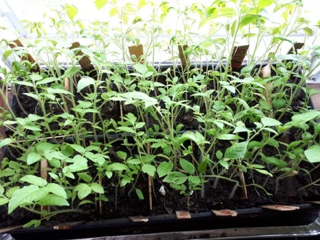 Coleen's early seedlings sprouting and getting ready to be planted!