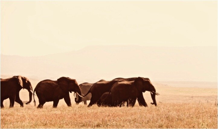 elephants in a row.jpg